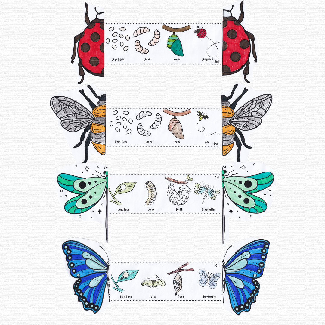 Insect Concertinas