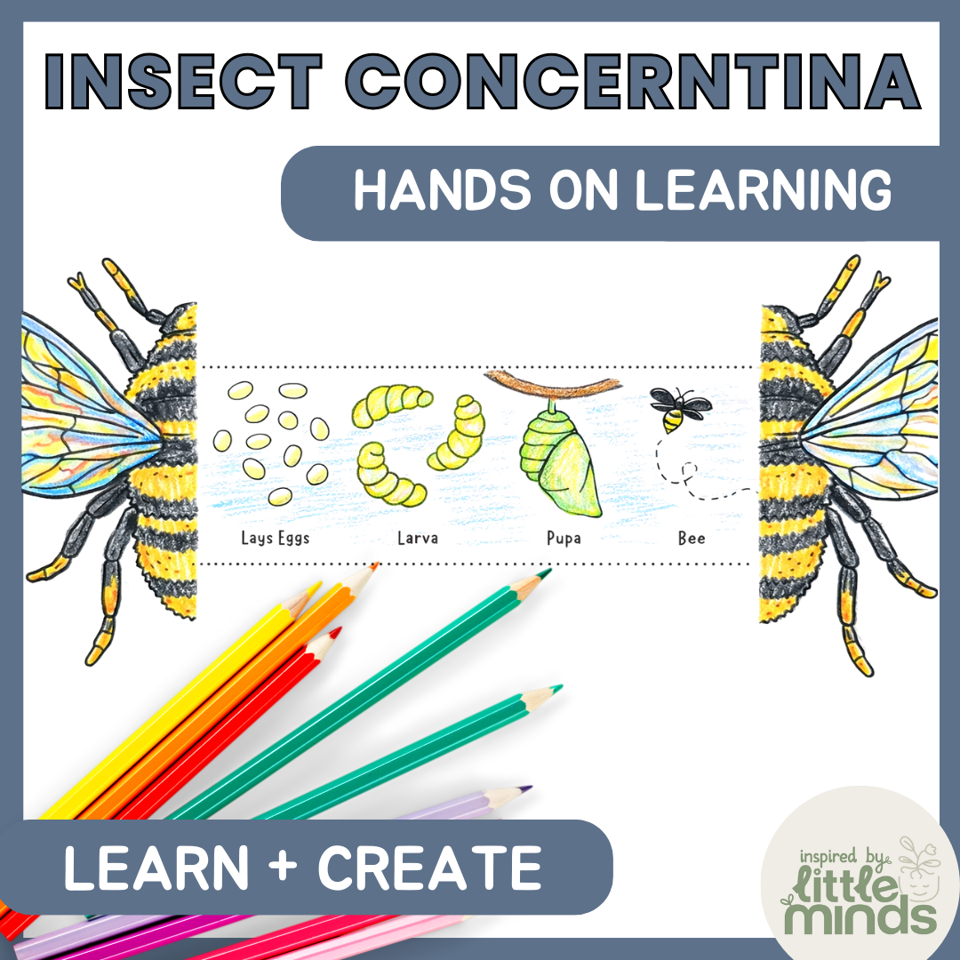 Insect Concertinas